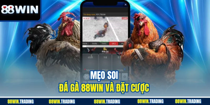 Mẹo soi đá gà 88WIN và đặt cược 